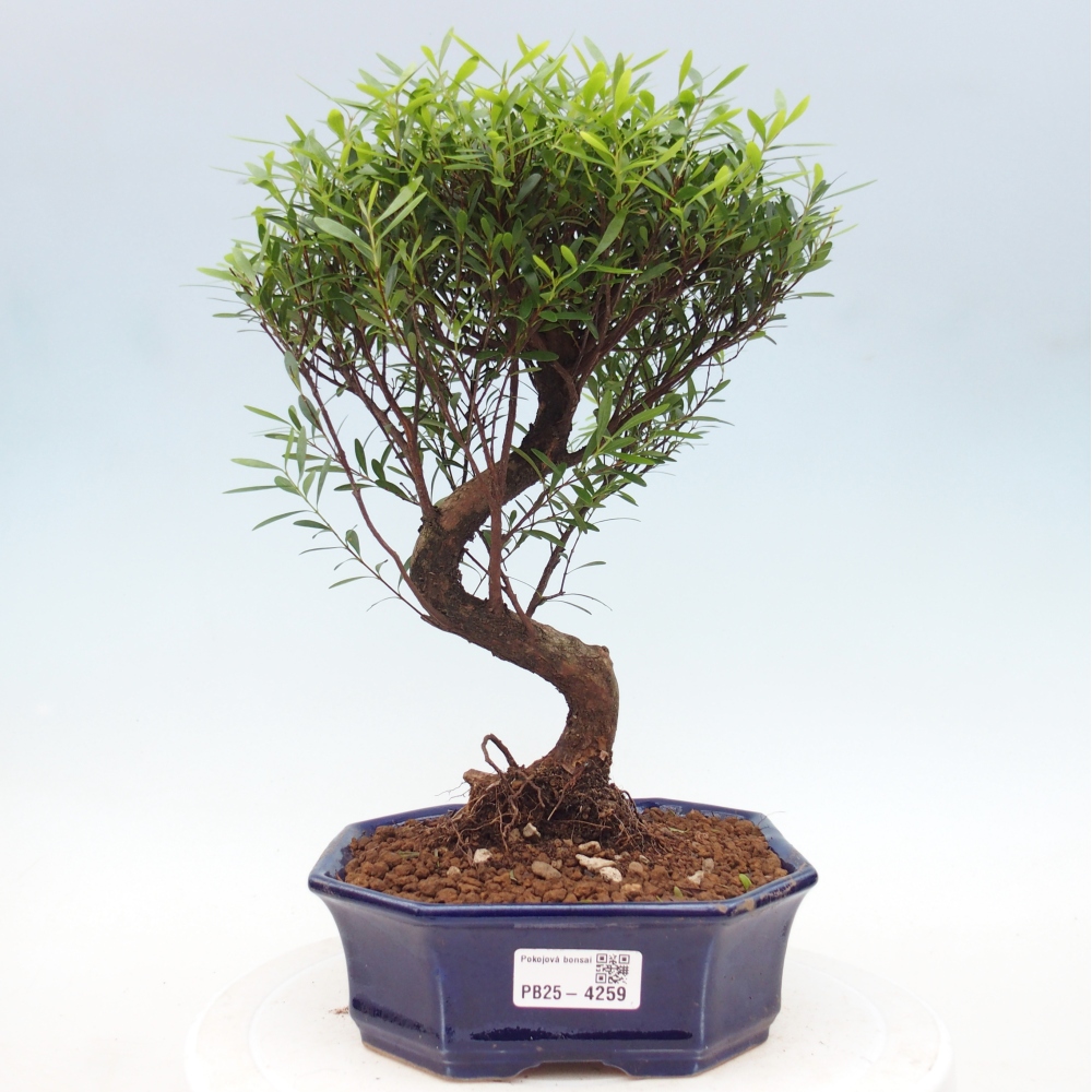 Zimmer Bonsai - Syzygium - Piment
