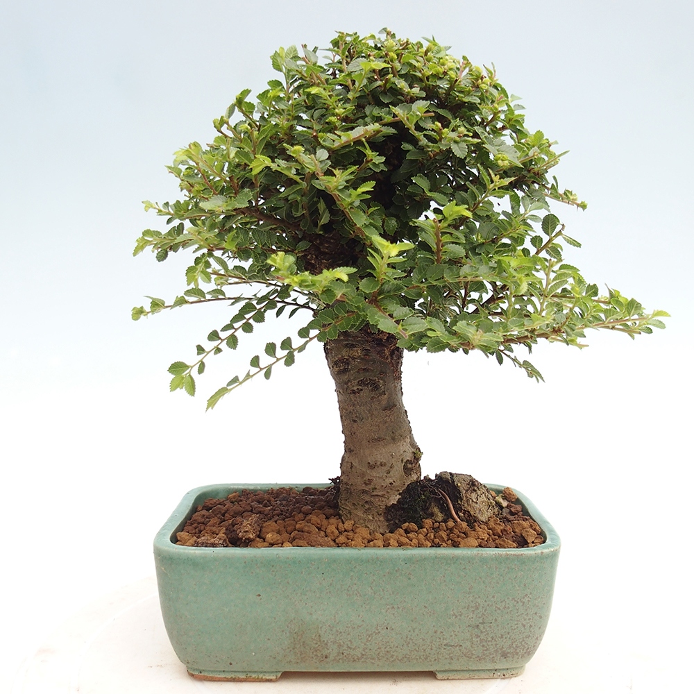 Bonsai im Freien - Ulmus parvifolia Hokkaido - Chinesische Ulme