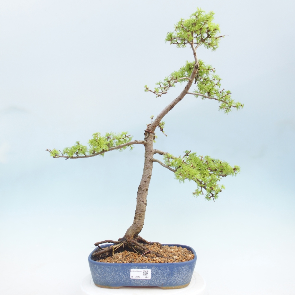 Bonsai für draußen -Larix decidua - Lärche