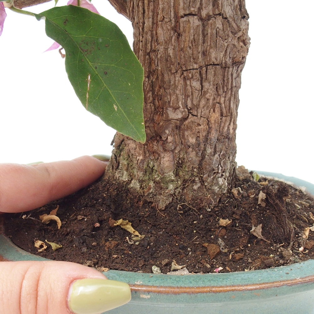 Indoor Bonsai - Bouganwilea