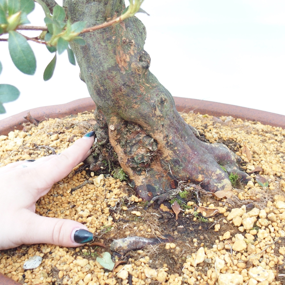 Bonsai für draußen - Japanische Azalee - Azalea Sansei