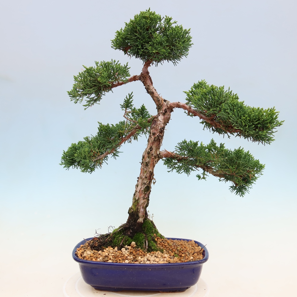 Bonsai für draußen - Juniperus chinensis Kishu