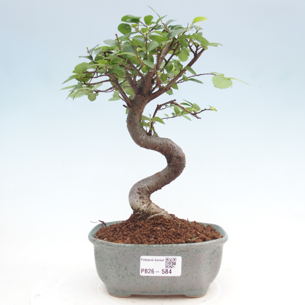 Zimmerbonsai - Ulmus parvifolia - Kleinblättrige Ulme