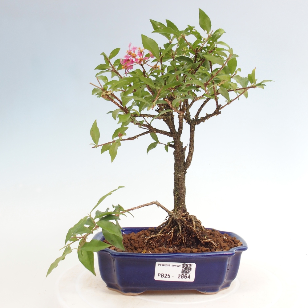 Zimmerbonsai - Malpighia coccigera - Barbdor-Kirsche