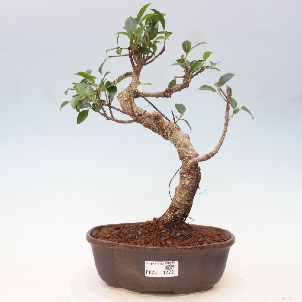 Indoor-Bonsai - Ficus retusa - kleiner Ficus