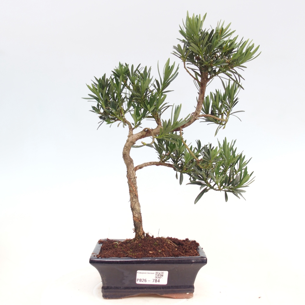 Zimmerbonsai - Podocarpus - Stein-Eibe