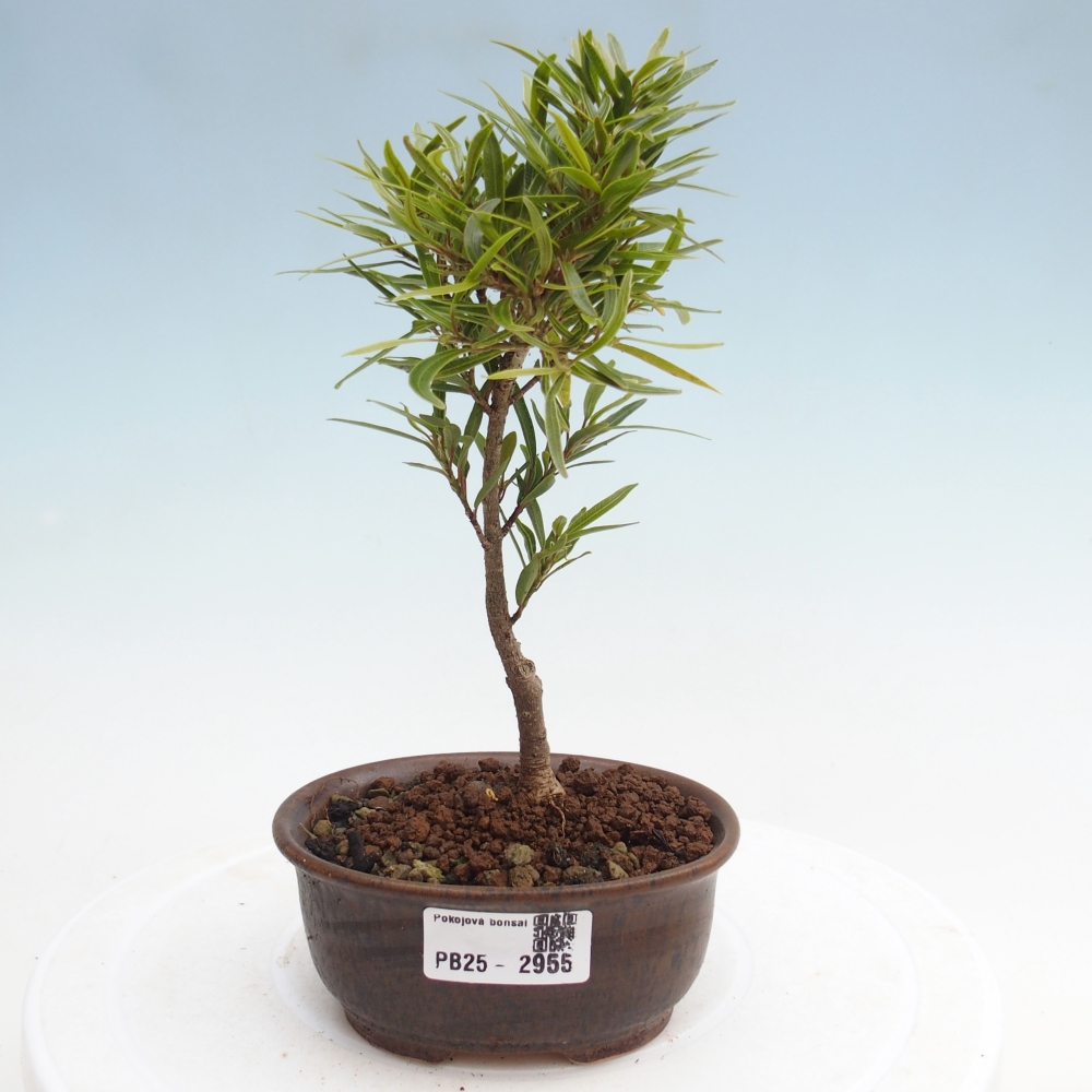 Zimmerbonsai - Ficus nerifolia - kleinblättriger Ficus