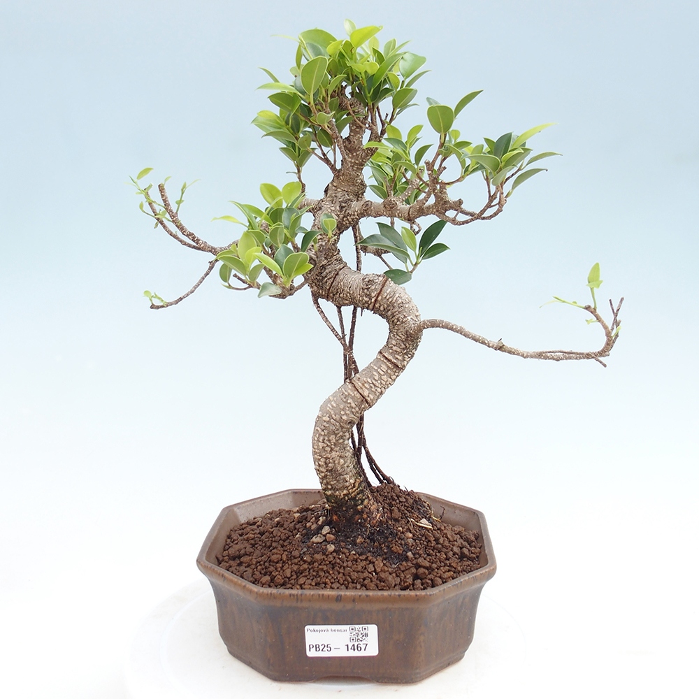 Indoor-Bonsai - Ficus retusa - kleiner Ficus