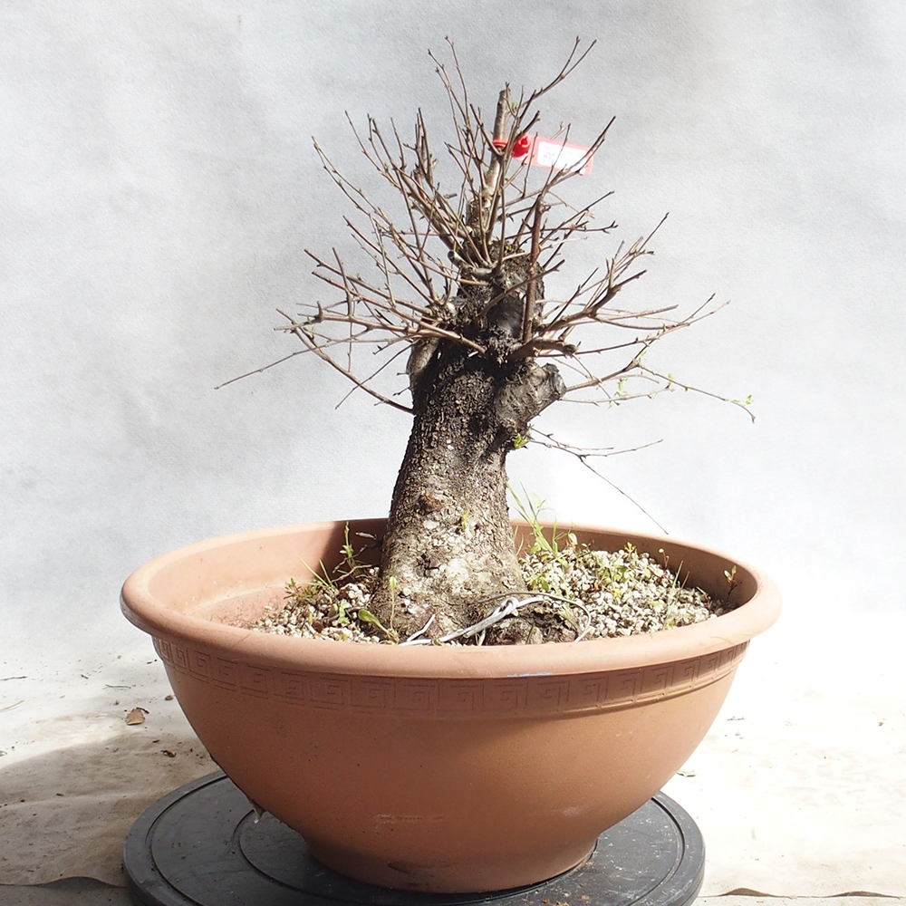 Outdoor Bonsai -Mahalebka - Prunus Mahaleb