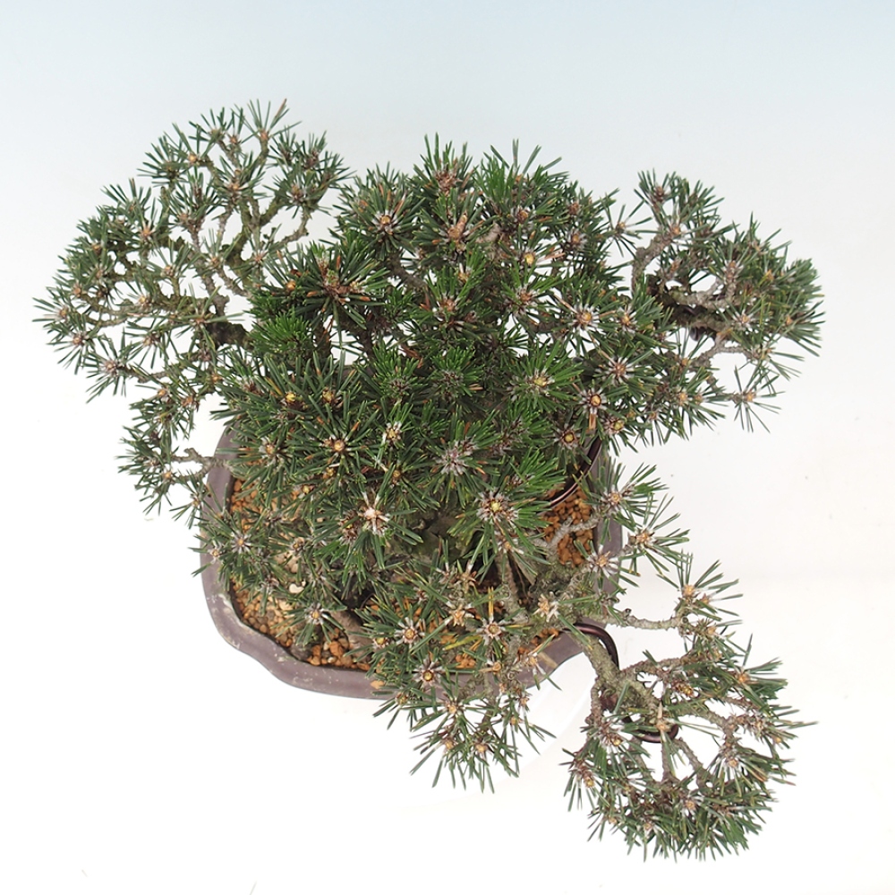 Bonsai für draußen - Pinus thunbergii Kotobuki - Thunberg-Kiefer