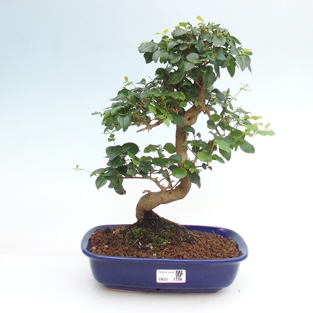 Zimmerbonsai -Ligustrum chinensis - Liguster