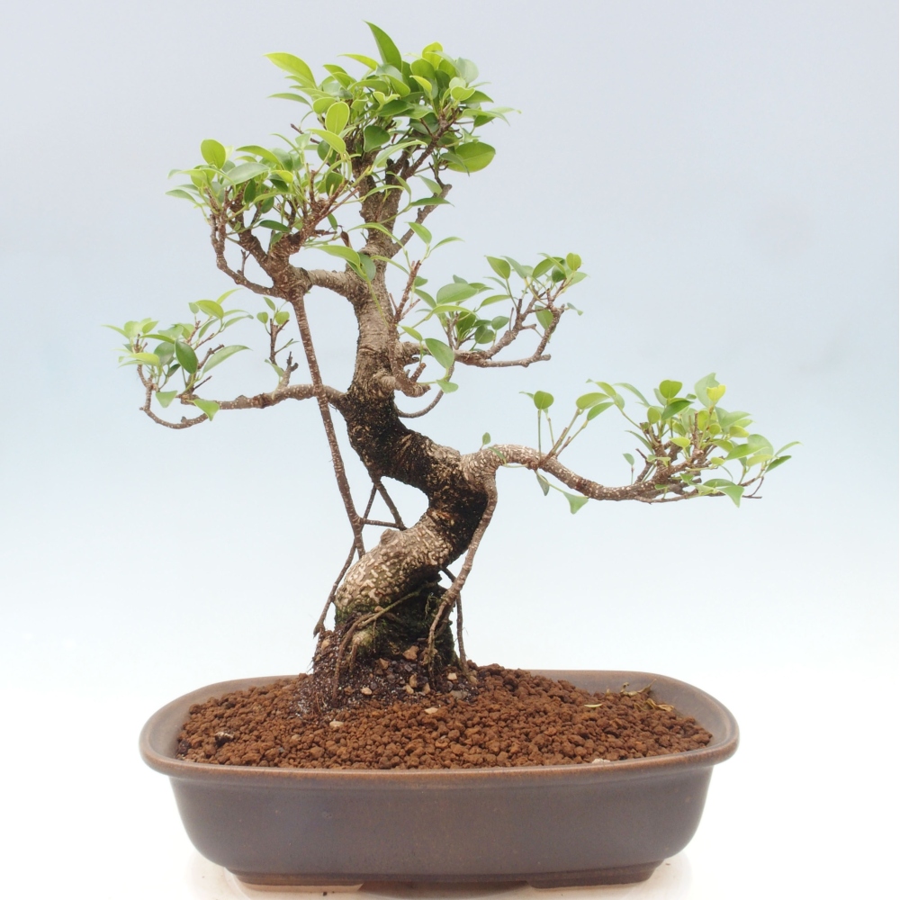 Zimmerbonsai - Ficus kimmen - kleinblättriger Ficus