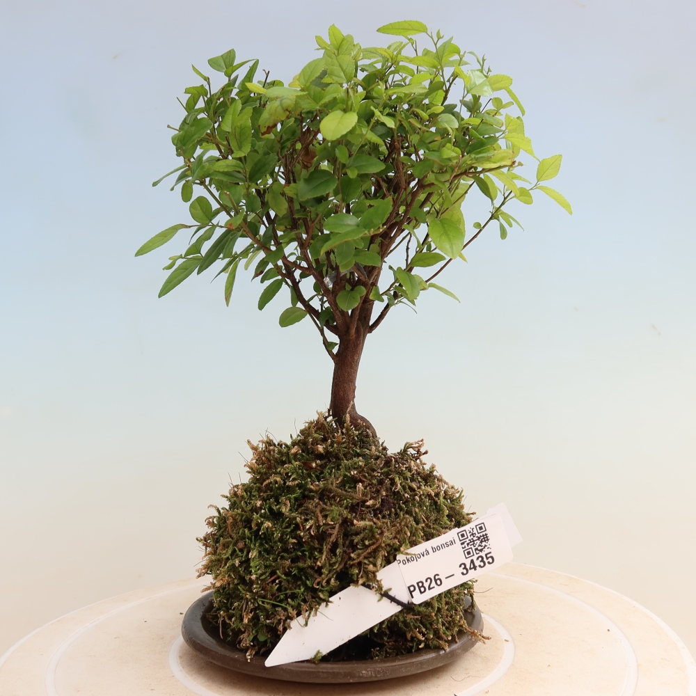 Kokedama mit Untersetzer – Sagerécie thea – Sagerécie thea