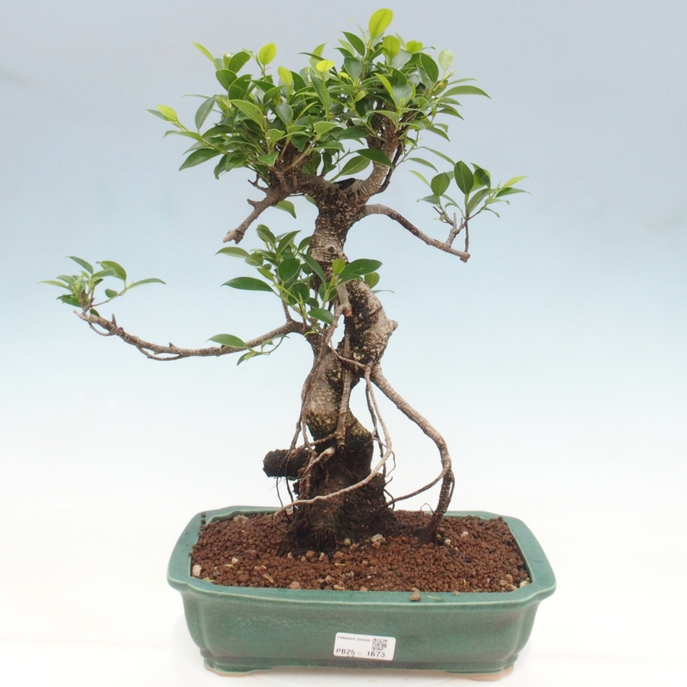 Zimmerbonsai - Ficus kimmen - kleinblättriger Ficus