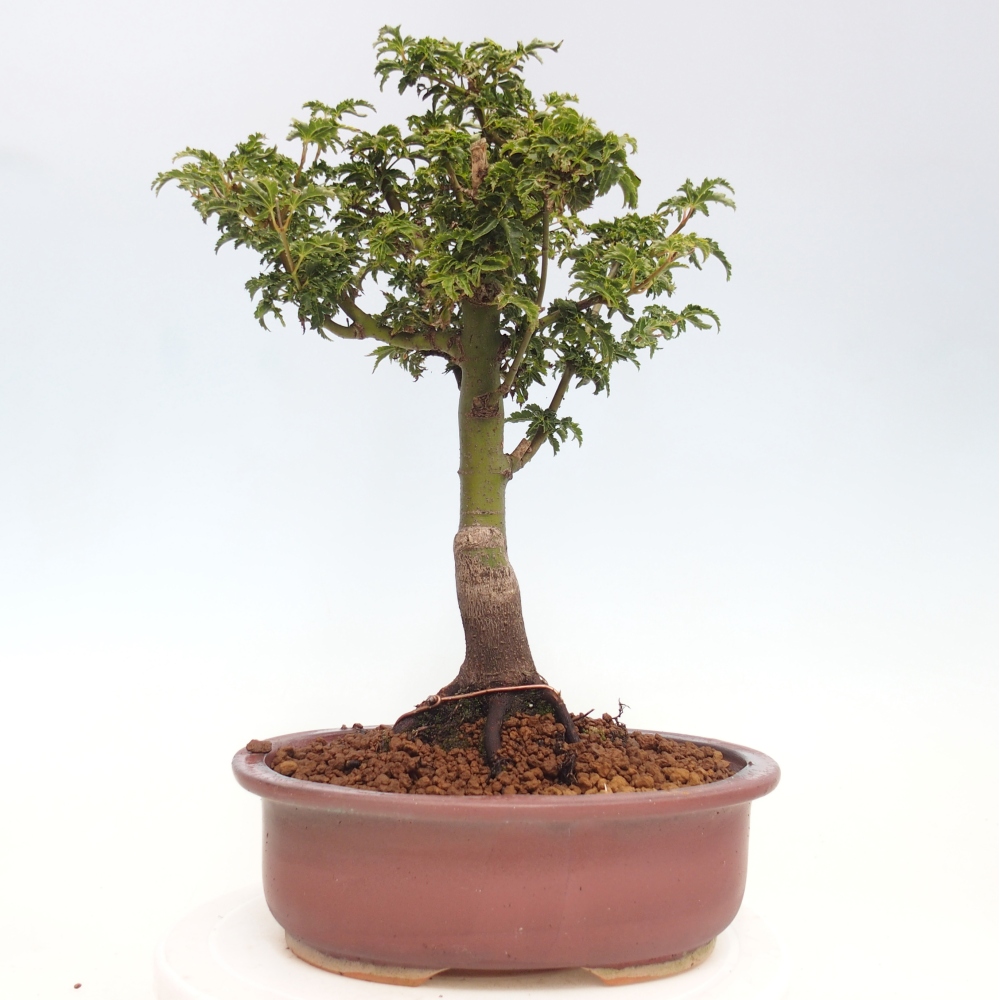 Bonsai im Freien - Acer palmatum Shishigashira-Ahorn