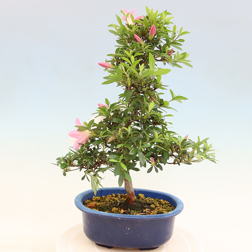 Bonsai für draußen - Japanische Azalee - Azalee Nasuno