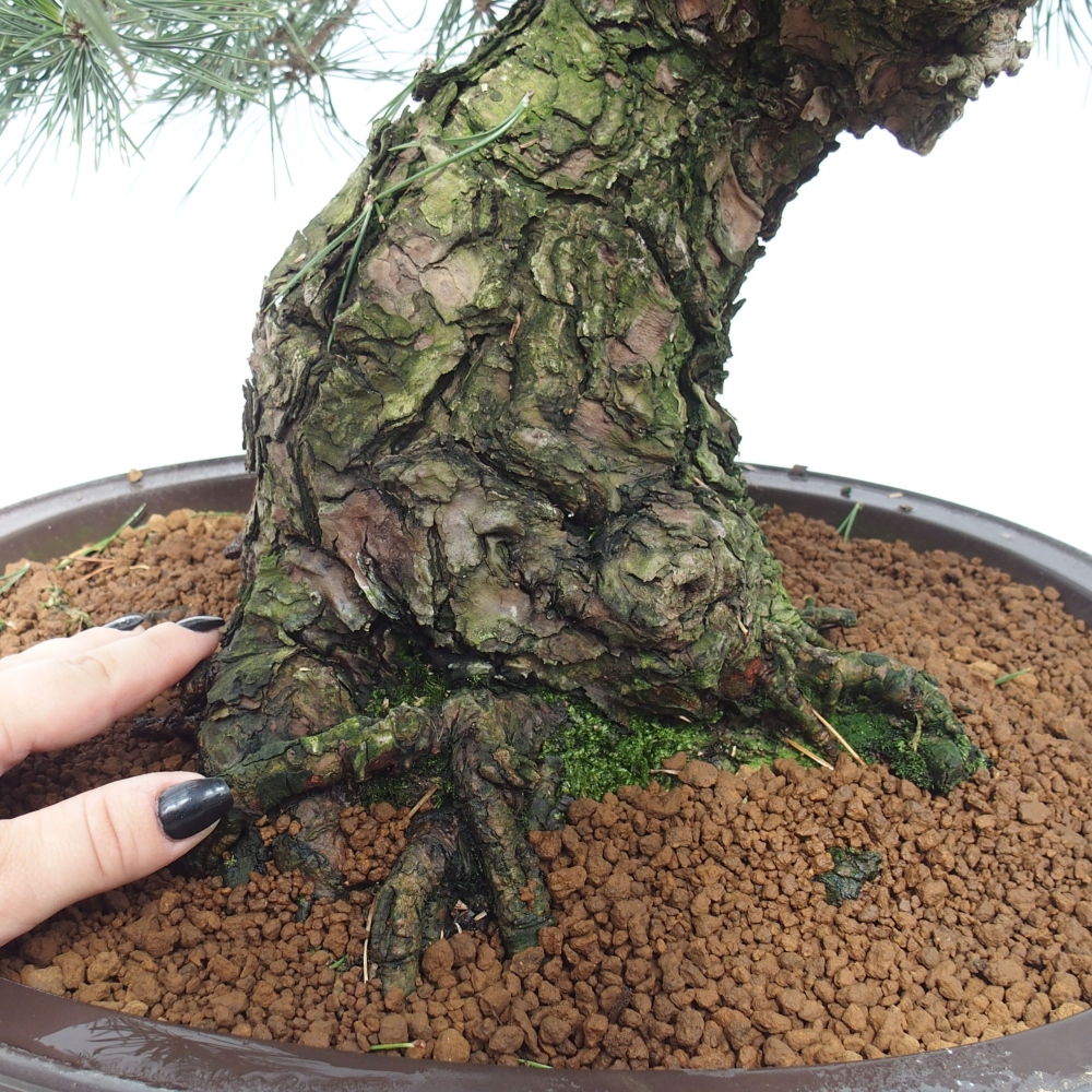 Outdoor-Bonsai - Pinus thunbergii - Thunbergkiefer