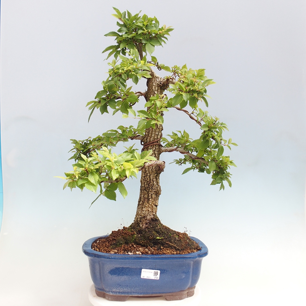 Bonsai im Freien - Zelkova - Zelkova NIRE
