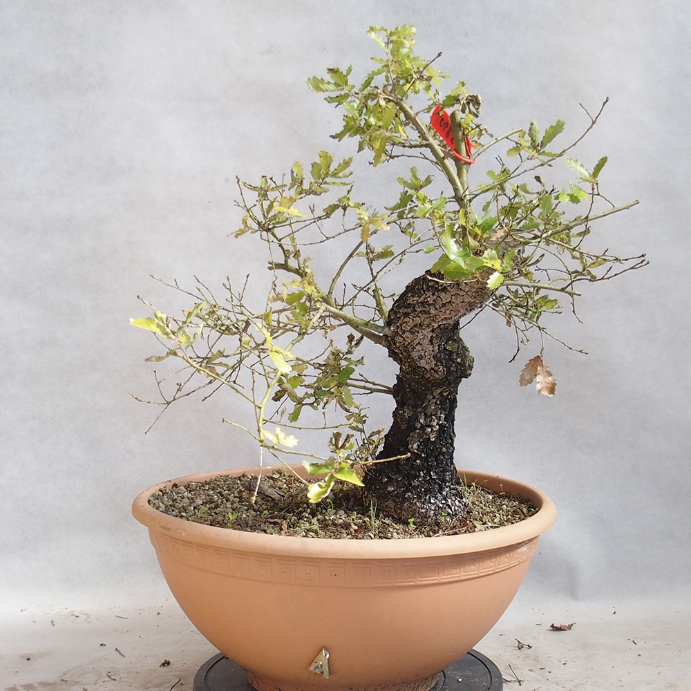 Freilandbonsai Quercus Cerris - Eiche Cer