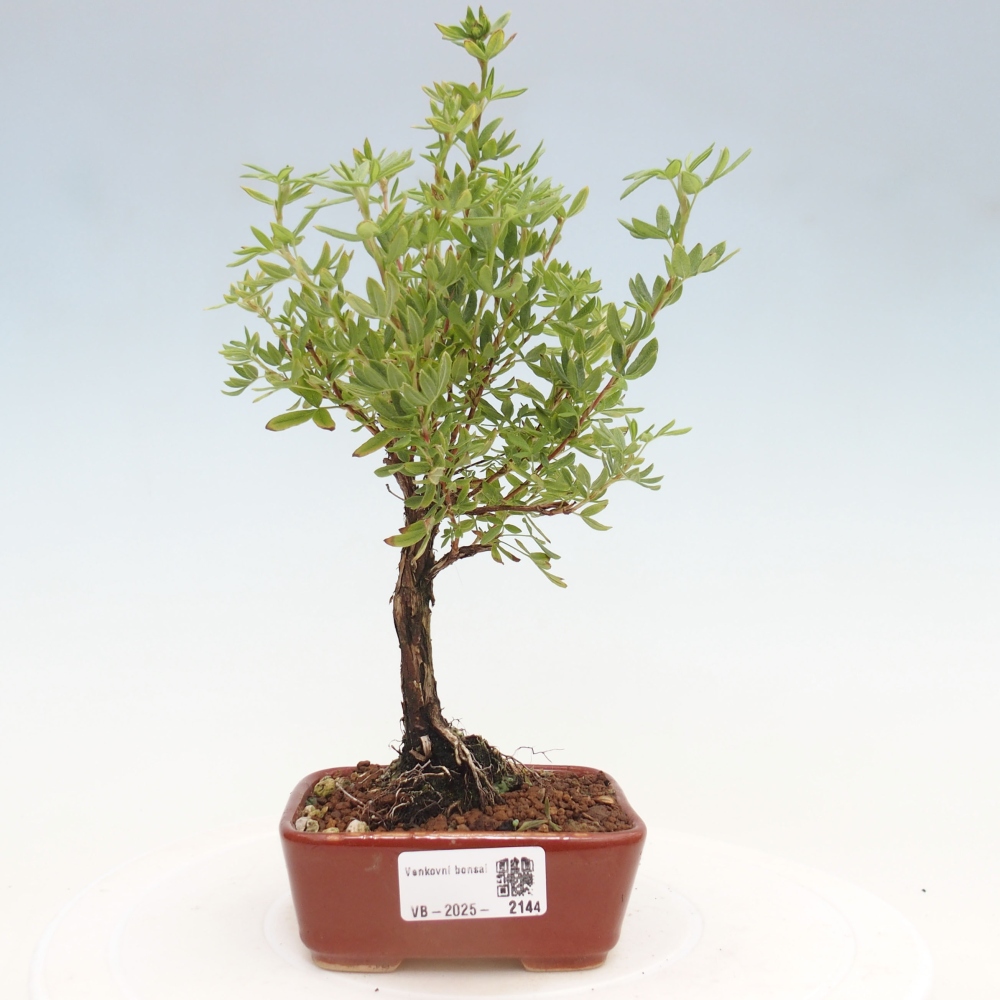 Outdoor-Bonsai-Fingerkraut - Potentila fruticosa gelber Vogel