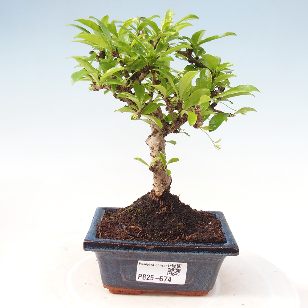 Zimmerbonsai - Carmona Macrophylla - Fuki-Tee