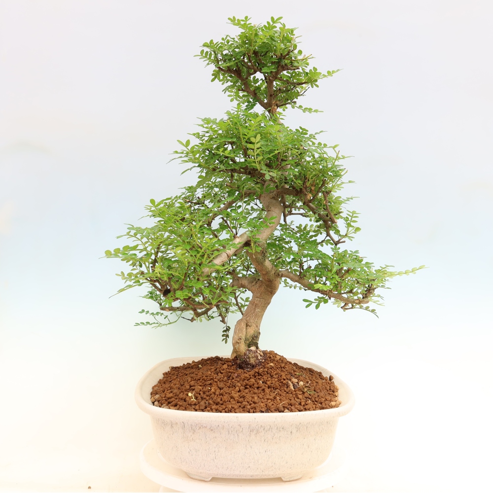 Zimmer Bonsai - Zantoxylum piperitum - Pfefferbaum