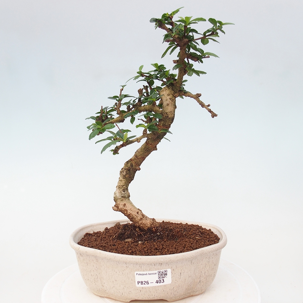 Zimmer-Bonsai - Carmona macrophylla - Tee-Fuki