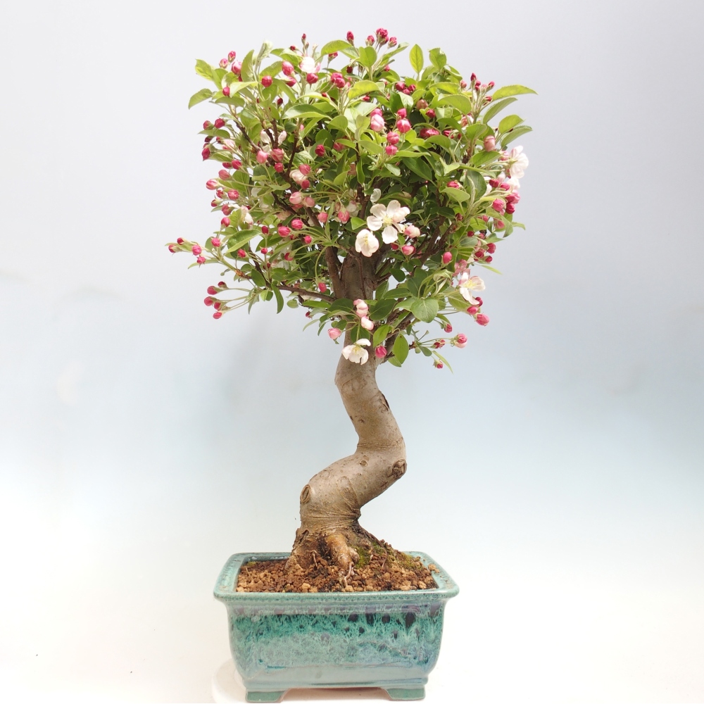 Outdoor-Bonsai -Malus halliana - Kleinfrüchtiger Apfelbaum
