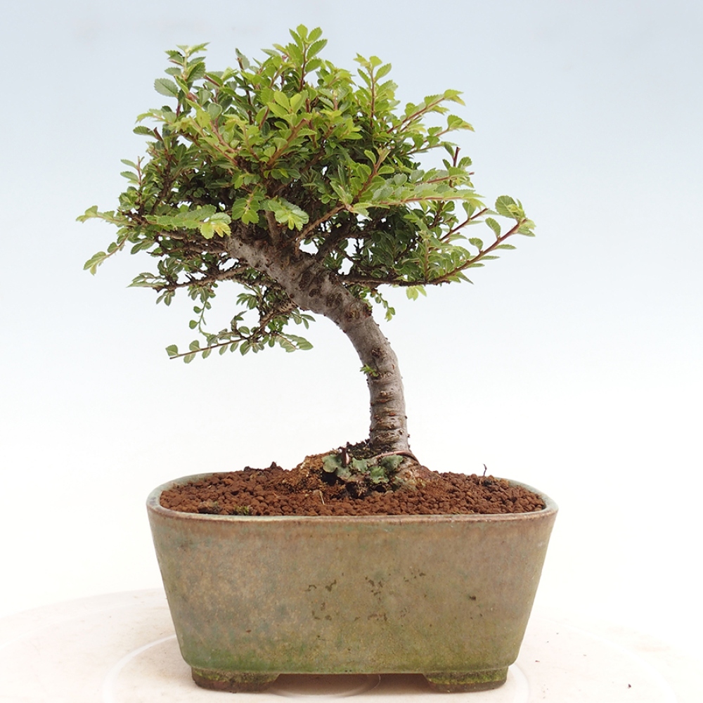 Bonsai im Freien - Ulmus parvifolia Sagei - Kleinblättrige Ulme