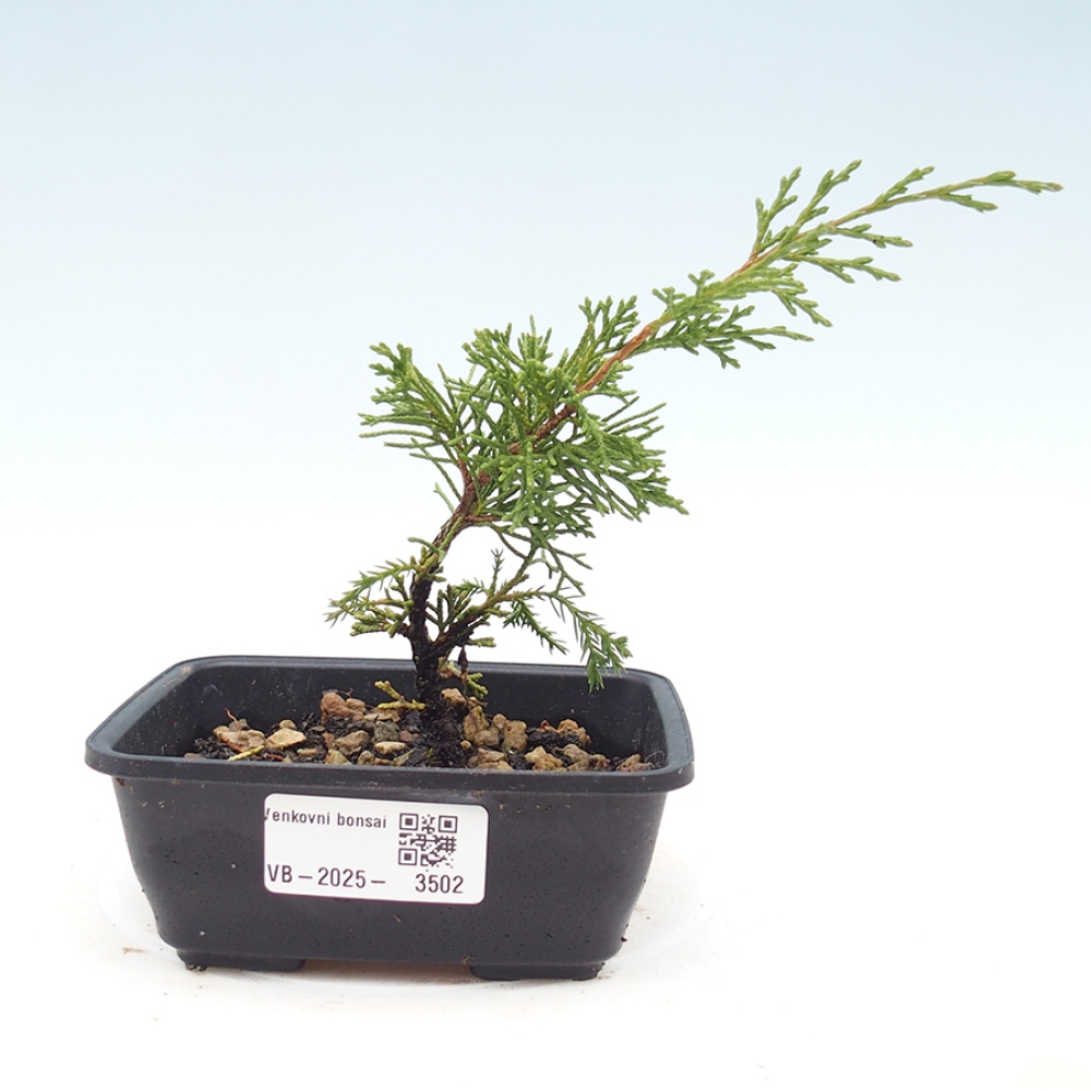 Bonsai für draußen - Juniperus chinensis Itoigawa
