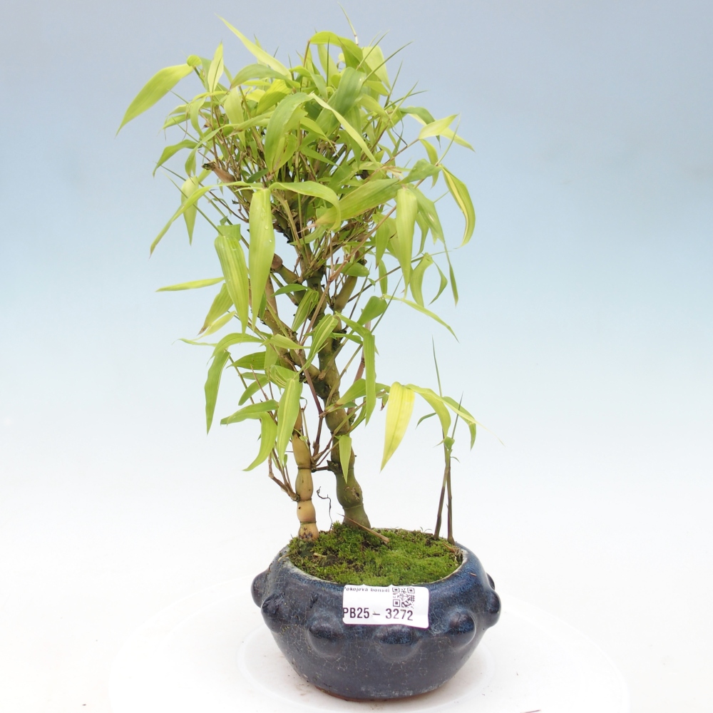 Zimmer Bonsai - Bambus budha-Bambus budha bauch