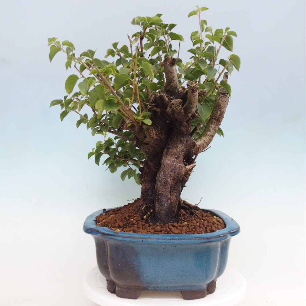 Bonsai im Freien - Mahalebka - Prunus mahaleb