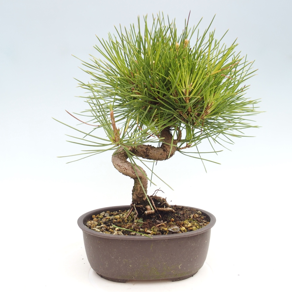 Bonsai im Freien - Pinus thunbergii - Thunbergia-Kiefer