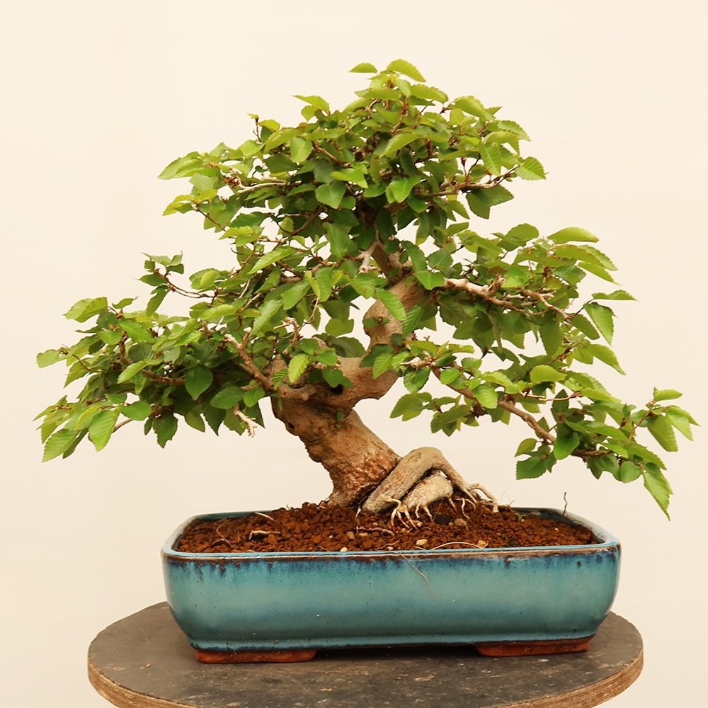 Bonsai im Freien - Carpinus Coreana - Koreanische Hainbuche