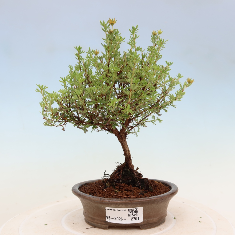 Bonsai für den Außenbereich – Strauch-Fingerkraut – Potentilla fruticosa „Goldkissen“