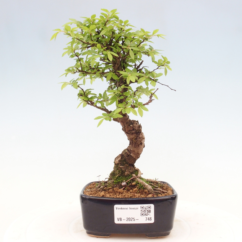 Bonsai im Freien - Zelkova - Zelkova NIRE