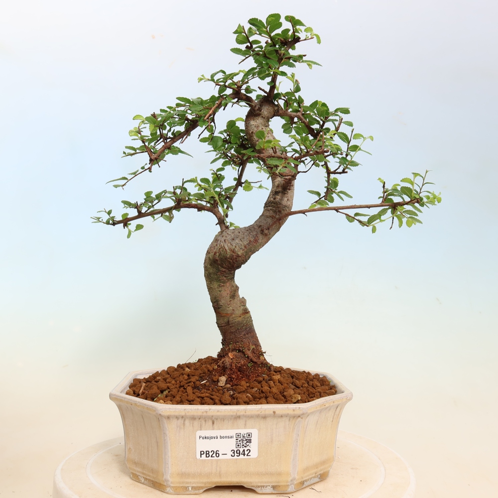 Zimmerbonsai - Ulmus parvifolia - Kleinblättrige Ulme