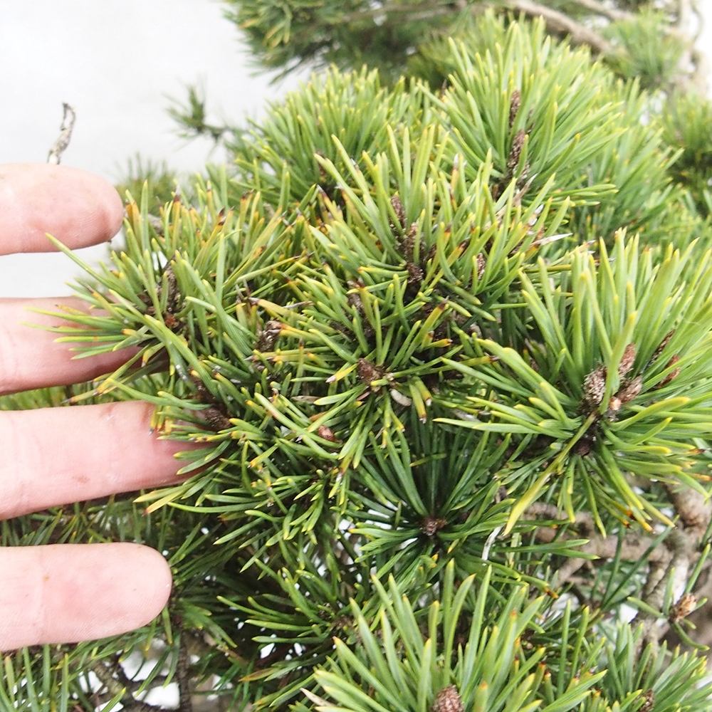 Yamadori - Pinus sylvestris 