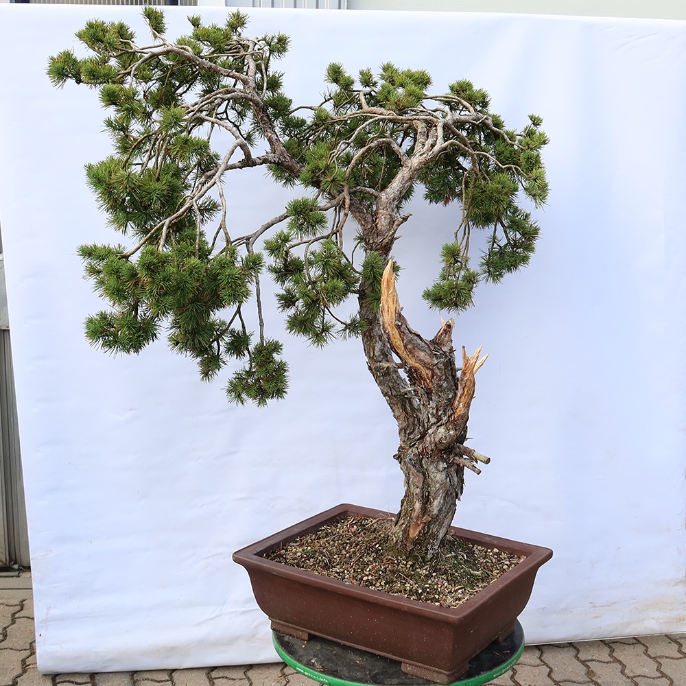 Pinus sylvestris Spanien – Waldkiefer