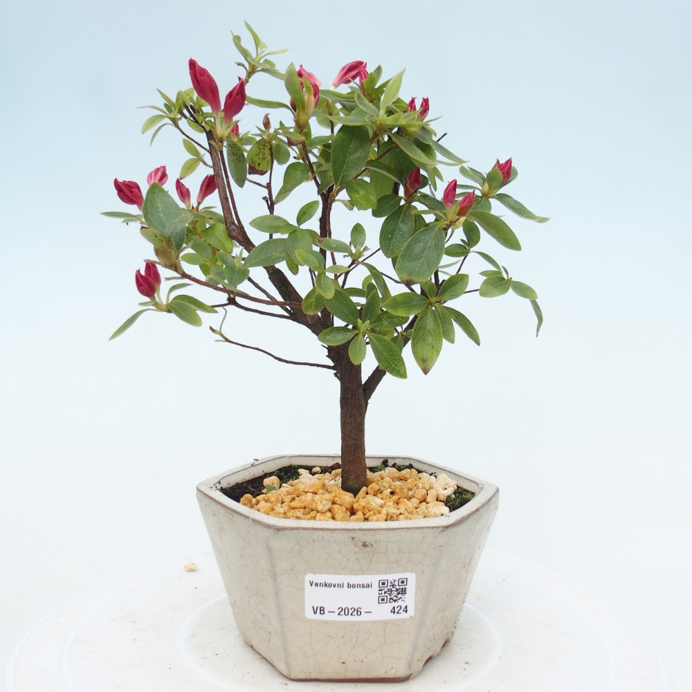 Bonsai für draußen - Japanische Azalee - Azalea sp.