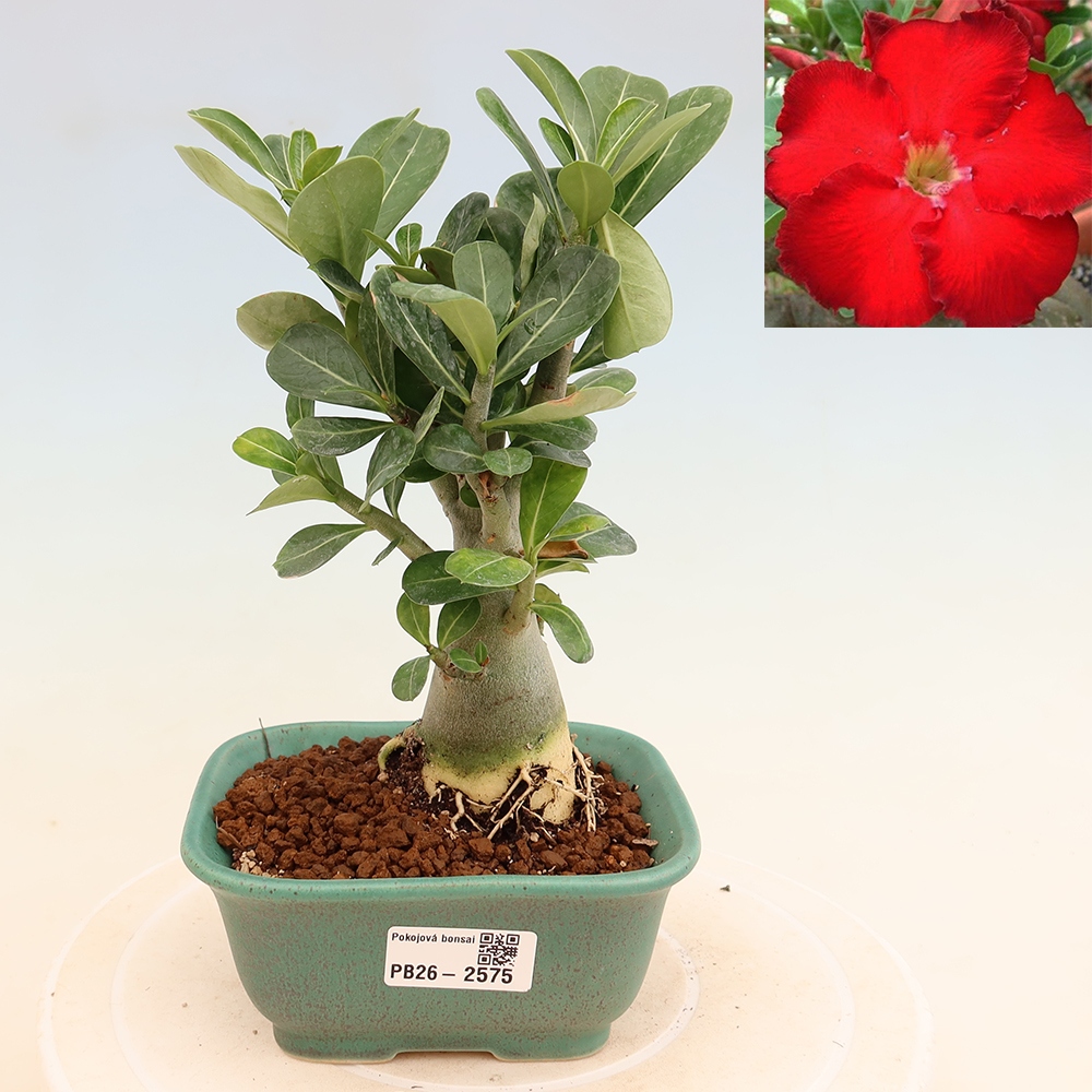 Zimmerbonsai – Adenium obesum „Red Star“ – Wüstenrose