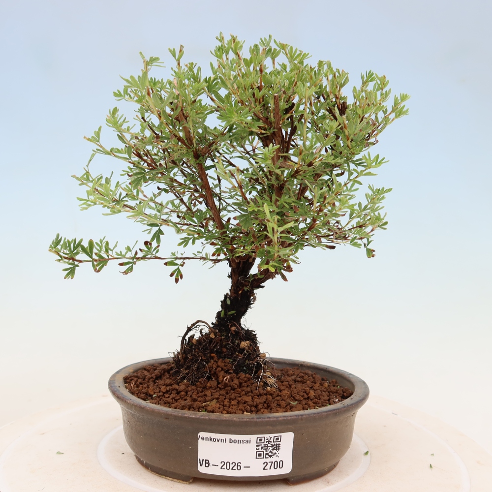 Bonsai für den Außenbereich – Strauch-Fingerkraut – Potentilla fruticosa „Goldkissen“