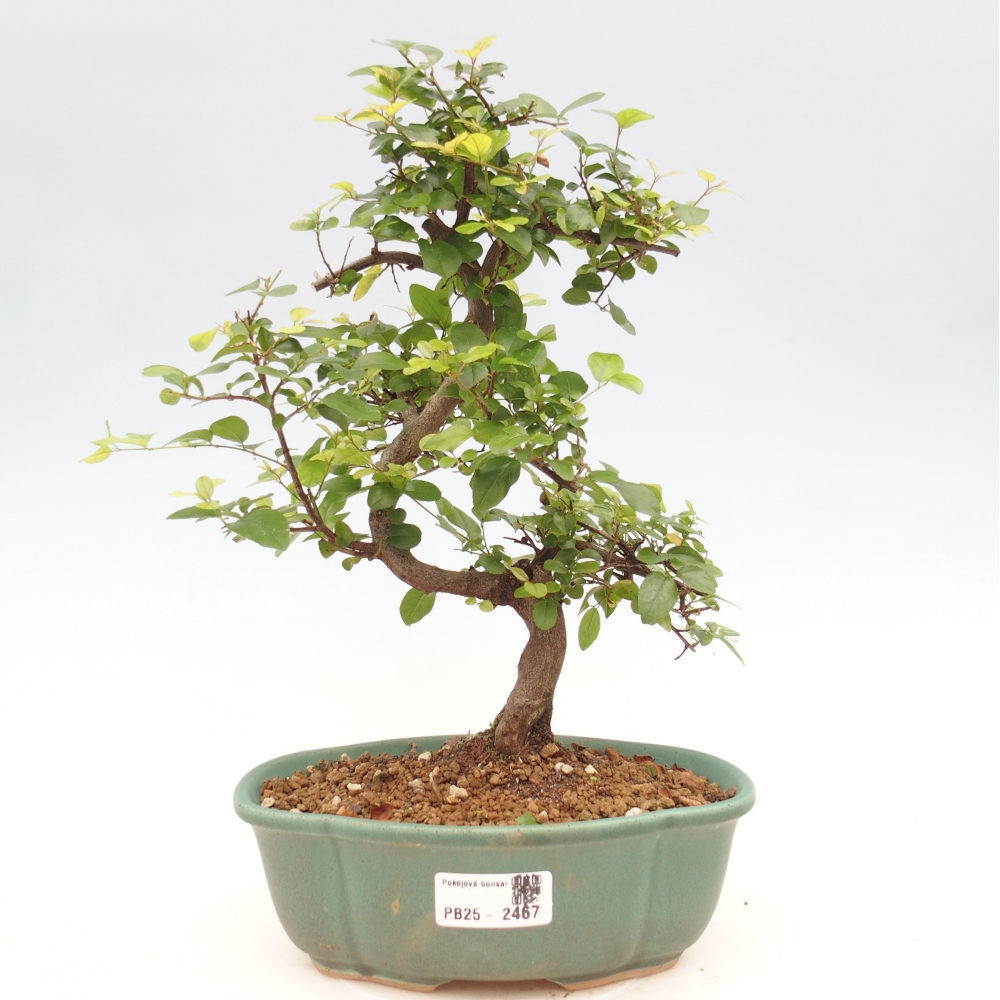 Zimmerbonsai - Sagerécie thea - Sagerécie thea