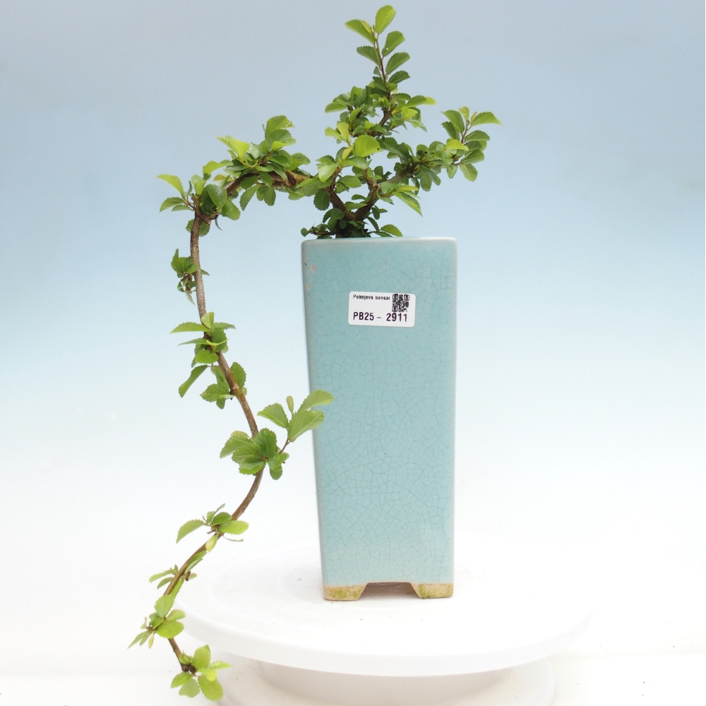 Zimmerbonsai - Grewia occidentalis - Lavendelstern