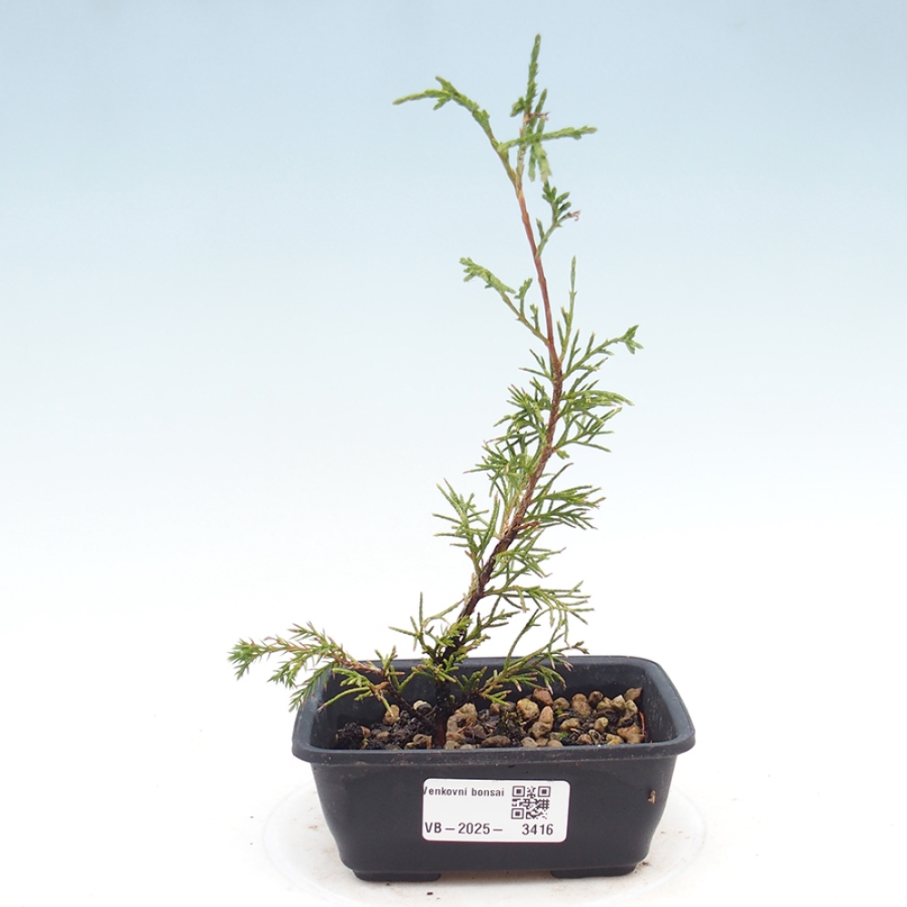 Bonsai für draußen - Juniperus chinensis Itoigawa