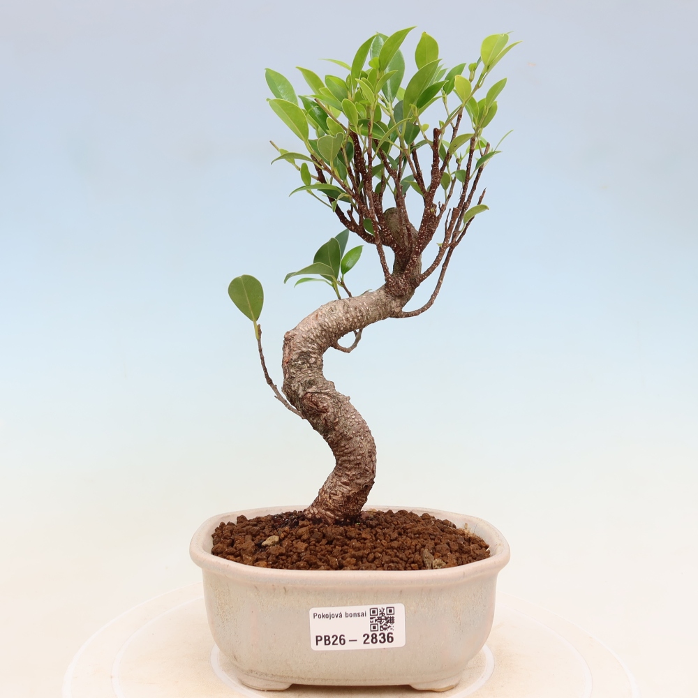 Zimmerbonsai - Ficus kimmen - Kleinblättriger Ficus