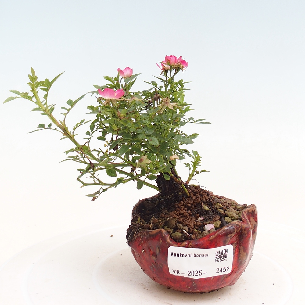 Bonsai im Freien - Rosa Cutie Pie - Rosen