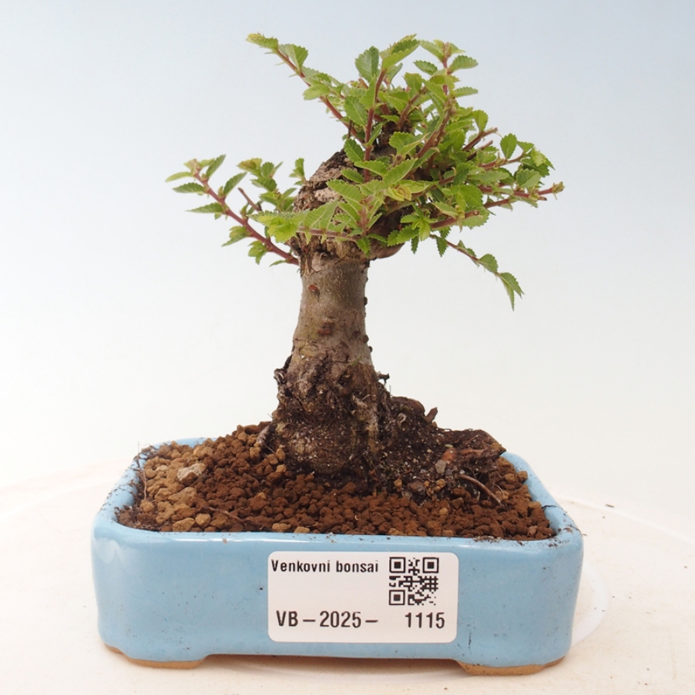 Bonsai im Freien - Ulmus parvifolia Sagei - Kleinblättrige Ulme
