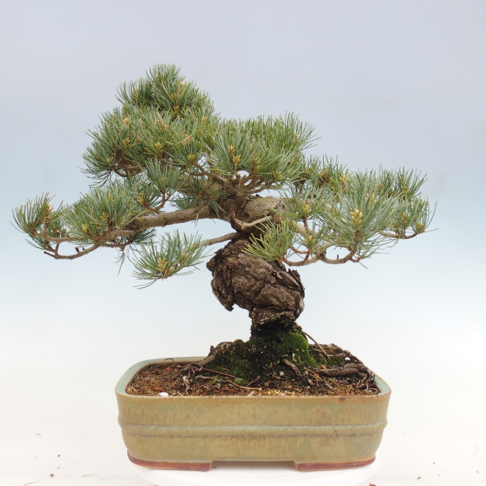 Bonsai für draußen - Pinus parviflora - Pinus parviflora