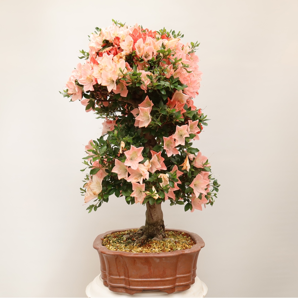Bonsai für draußen - Japanische Azalee - Azalea Sansai